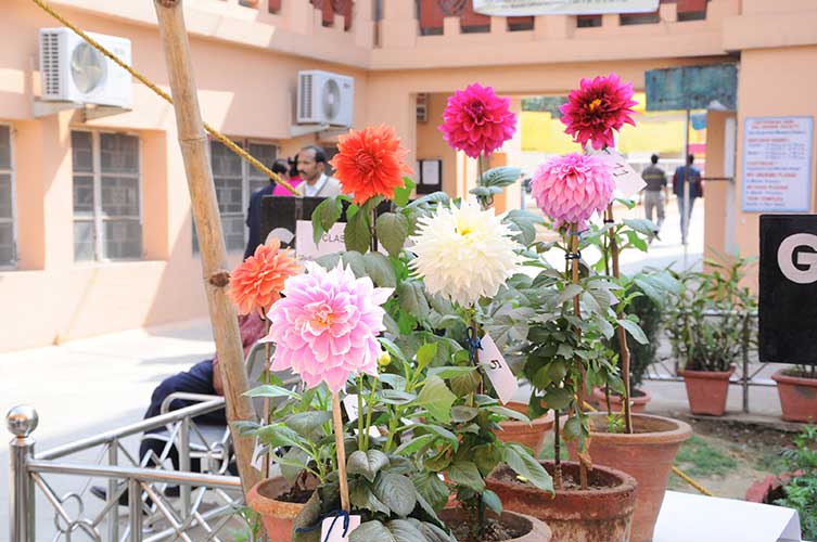 Temple Gardens